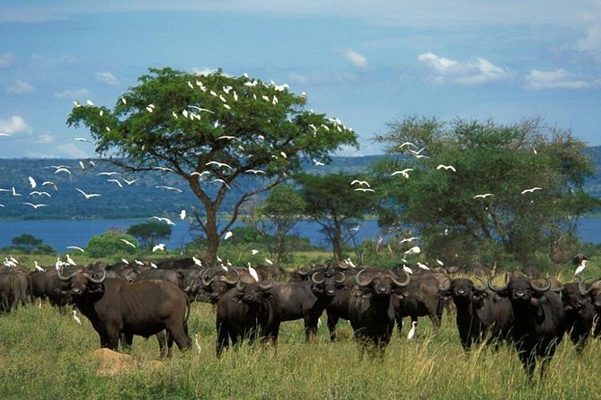 3-Day Mind Refreshing in Murchison Falls National Park - Practical details that matter