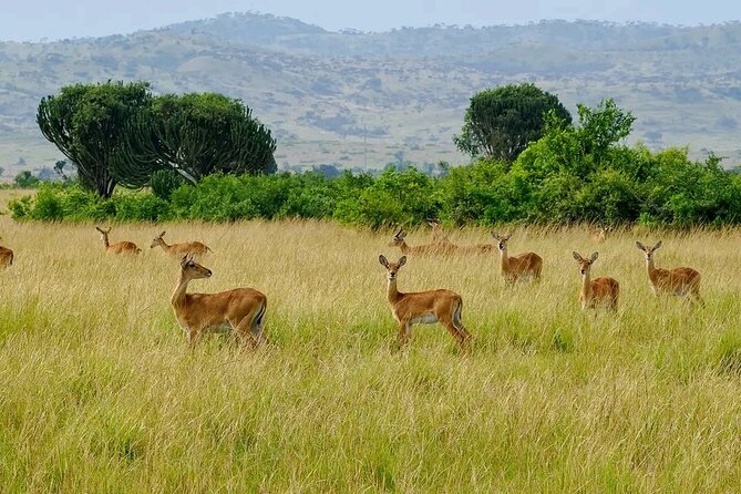 3 Day Murchison Falls' BIG 5 and Wildlife viewing Safari - Why Murchison Falls works well in three days