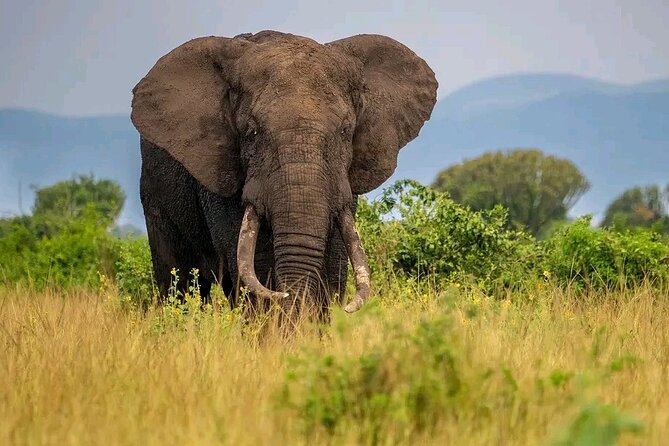 3 Day Murchison Falls' BIG 5 and Wildlife viewing Safari - The Albert Nile boat cruise and Devil’s Cauldron