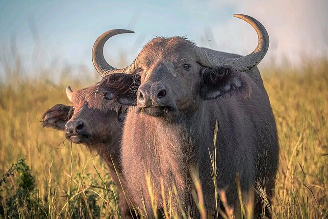 3 Day Murchison Falls' BIG 5 and Wildlife viewing Safari - Who will enjoy this private safari most