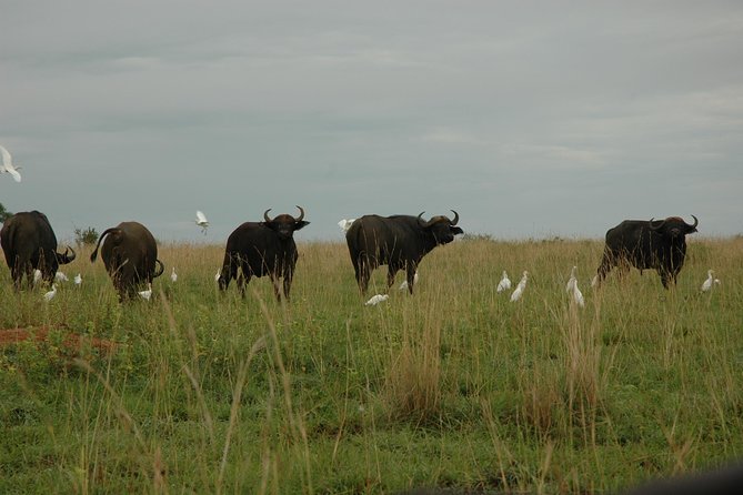 3-Day Murchison Falls National Park - Adventure Safari - The guides can shape the whole safari