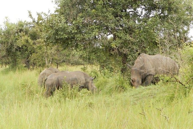 3-Day Murchison Falls National Park - Adventure Safari - Day 1: Rhinos before the six-hour drive