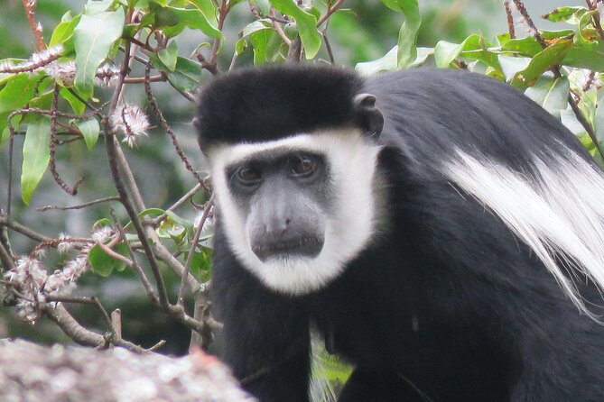 3 -Day Private Gorilla Trekking Safari in Bwindi Forest - Day 1: Kampala to Bwindi through southwestern Uganda
