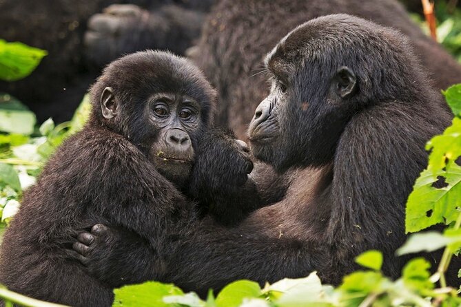3-Day Private Guided Gorilla Trekking In Uganda - Why Bwindi makes this short trip worthwhile