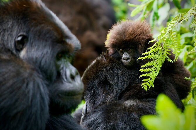 3-Day Private Guided Gorilla Trekking In Uganda - The Batwa cultural visit in the afternoon