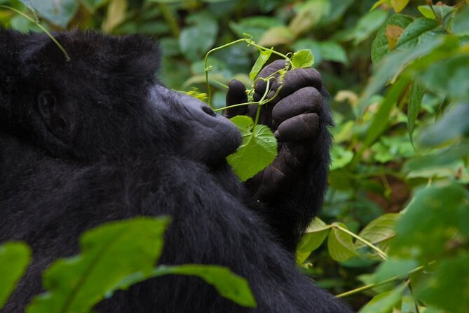 3-Day Private Guided Gorilla Trekking In Uganda - Practical preparation for the trek