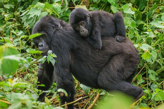 3-Day Private Guided Gorilla Trekking In Uganda - Day 1: The long road from Kampala or the shorter route from Kigali