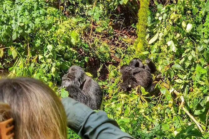 3-Day Private Guided Gorilla Trekking Uganda and Batwa Experience - Why Bwindi makes this three-day trip worthwhile
