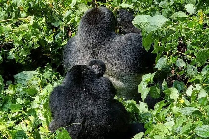 3-Day Private Guided Gorilla Trekking Uganda and Batwa Experience - Day 2: Searching for a gorilla family in Bwindi