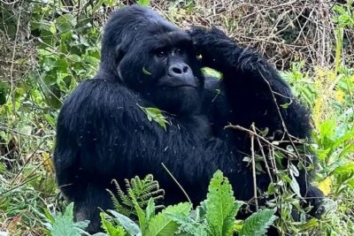 3-Day Private Guided Gorilla Trekking Uganda and Batwa Experience