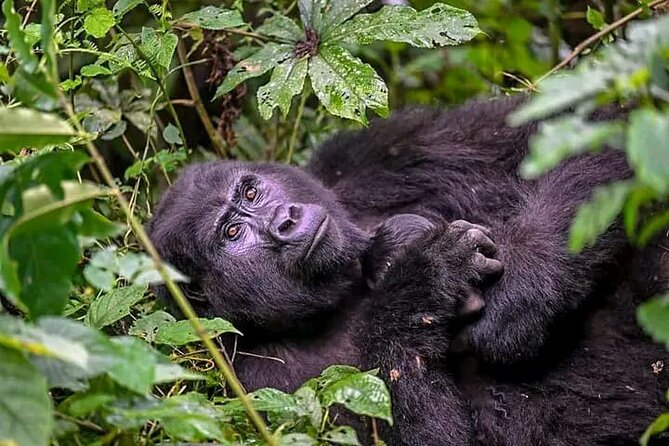 3-Day Private Guided Gorilla Trekking Uganda and Batwa Experience - Who will enjoy this Uganda gorilla safari