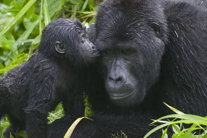 3-Day Private Guided Gorilla Trekking Uganda and Batwa Experience - Smart questions to ask before departure
