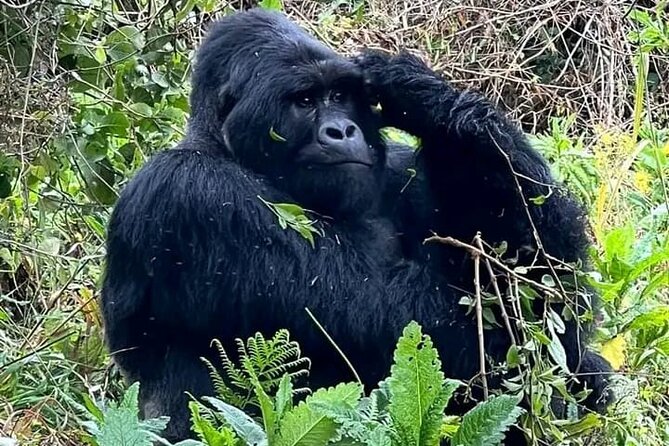 3-Day Private Guided Gorilla Trekking Uganda and Batwa Experience - Day 1: From Kampala to the misty Bwindi forest