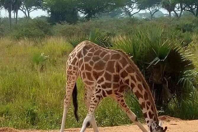 3-Day Private Safari of Murchison Falls National Park - Day two: game drives and the Victoria Nile