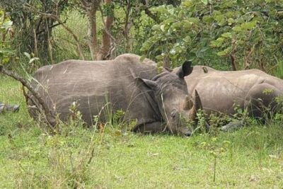 3-Day Private Safari of Murchison Falls National Park