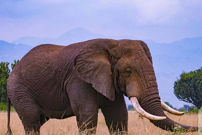 3-Day Private Safari of Murchison Falls National Park - Day three: one last game drive, then Kampala