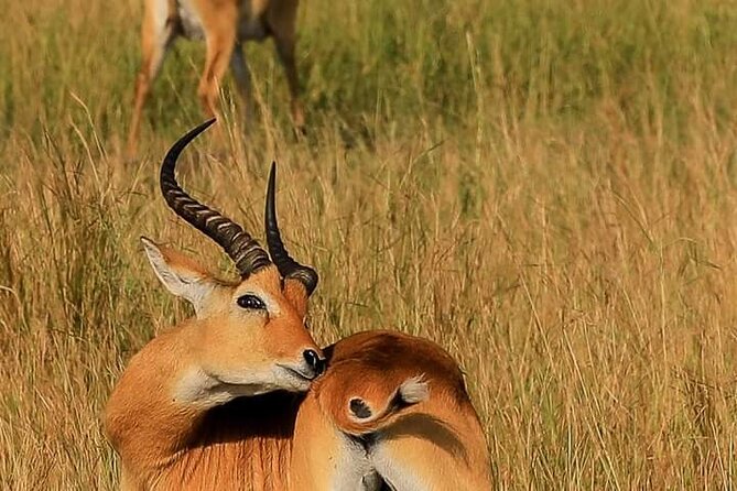 3-Day Private Safari of Murchison Falls National Park - Who will enjoy this safari most
