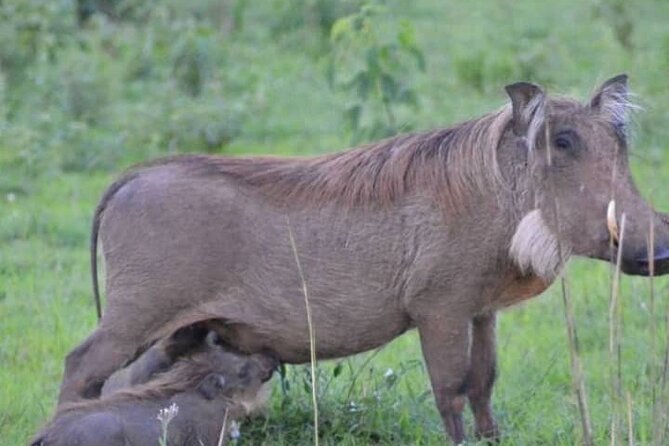 3-Day Private Safari of Murchison Falls National Park - Guide quality and the private experience