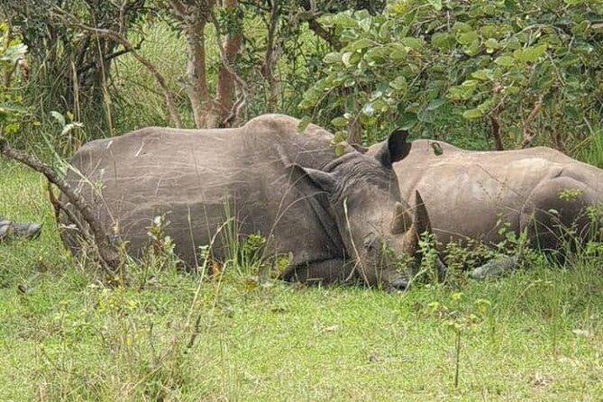 3-Day Private Safari of Murchison Falls National Park - Day one: rhinos before the park