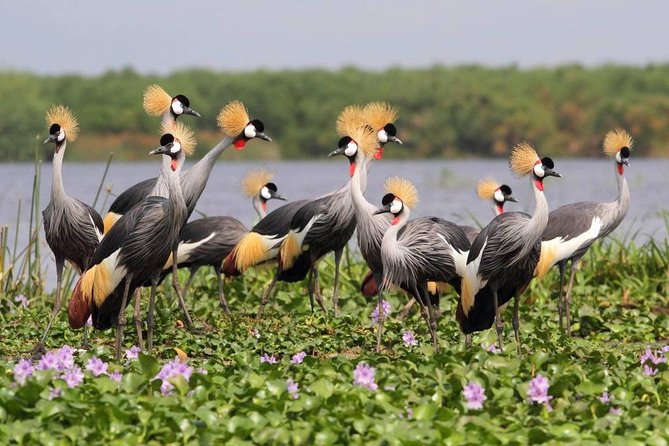3 Day Private safari to Murchison Falls National Park with Big Five Experience - Why this three-day route works