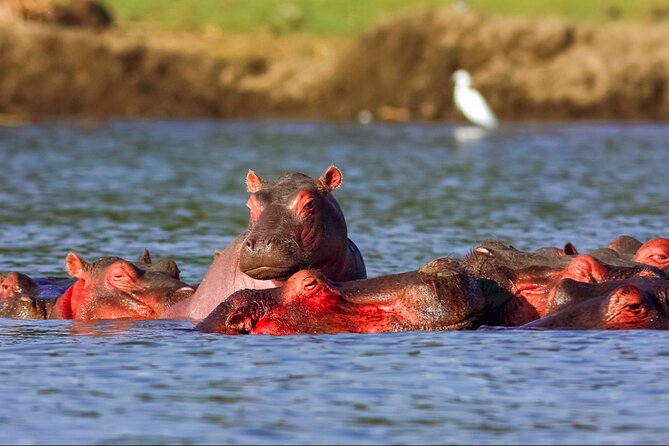 3 Day Private safari to Murchison Falls National Park with Big Five Experience - Day 3: Budongo Forest and the chimpanzee question