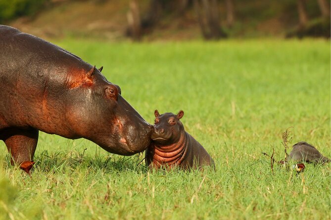3 Day Private safari to Murchison Falls National Park with Big Five Experience - The drawbacks you should plan around