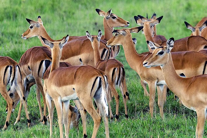 3 Day Private safari to Murchison Falls National Park with Big Five Experience - Who should choose this safari
