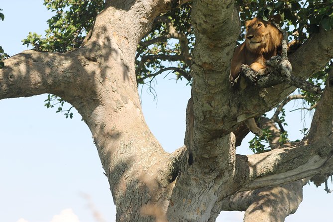 3-Day Queen Elizabeth and Chimpanzees-Join a Group! - Day 1: the long road from Entebbe to Queen Elizabeth