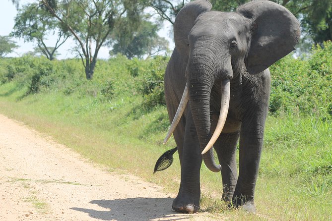 3-Day Queen Elizabeth and Chimpanzees-Join a Group! - Day 3: chimpanzee tracking and the return to Kampala