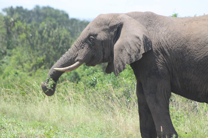 3-Day Queen Elizabeth and Chimpanzees-Join a Group! - Who should book this experience