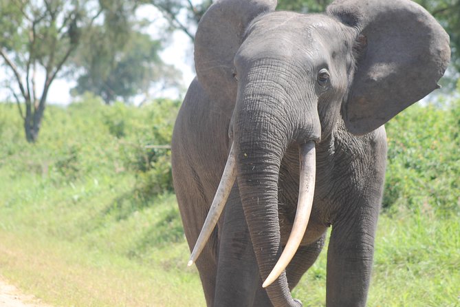 3-Day Queen Elizabeth and Chimpanzees-Join a Group! - Booking details worth confirming