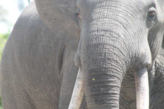 3-Day Queen Elizabeth and Chimpanzees-Join a Group! - Day 2: game drives and the Kazinga Channel