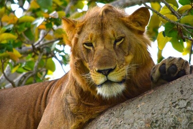 3-Day Safari in Queen Elizabeth National Park Uganda from Kampala - The Kazinga Channel boat safari