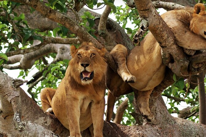 3-Day Safari in Queen Elizabeth National Park Uganda from Kampala - The return to Kampala and Mpambire drum centre