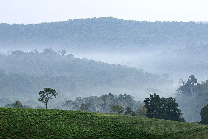 3-Day Tour to Uganda - Gorilla Trekking Bwindi Forest - Why the gorilla hour is worth the long road