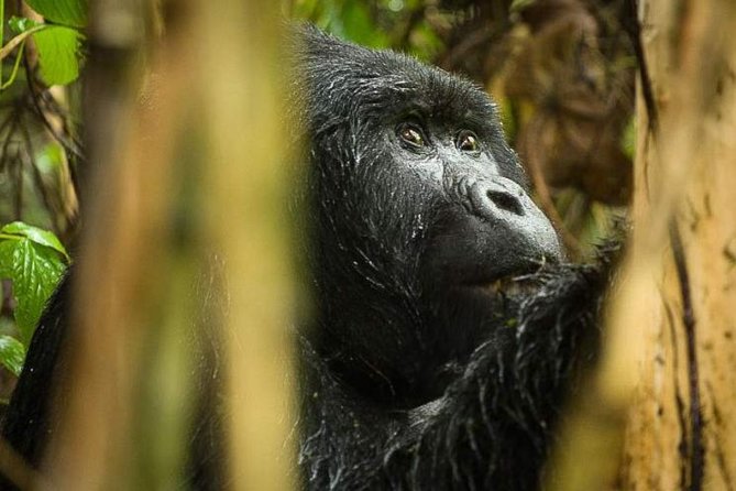 3-Day Tour to Uganda - Gorilla Trekking Bwindi Forest - Day 2: Bwindi’s steep forest and the gorilla search