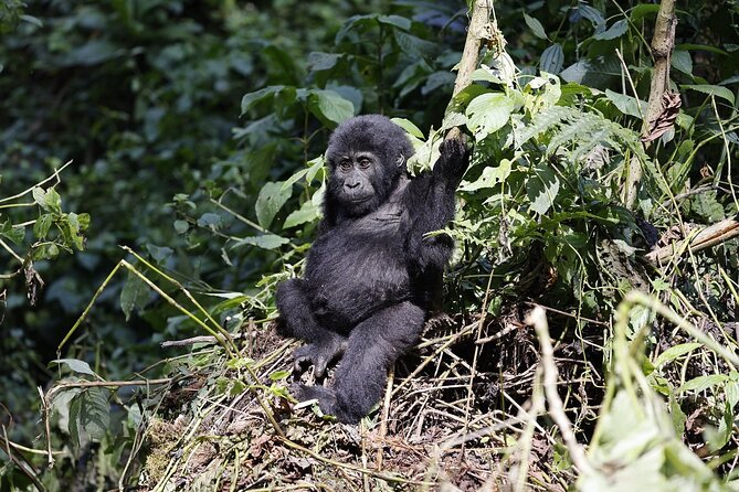 3 Day Uganda Gorilla Trekking and Batwa Pygmies Experience - The Batwa question you should settle before booking
