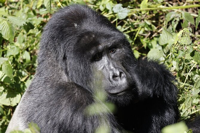 3 Day Uganda Gorilla Trekking and Batwa Pygmies Experience - Day one: the Equator and the long road to Bwindi
