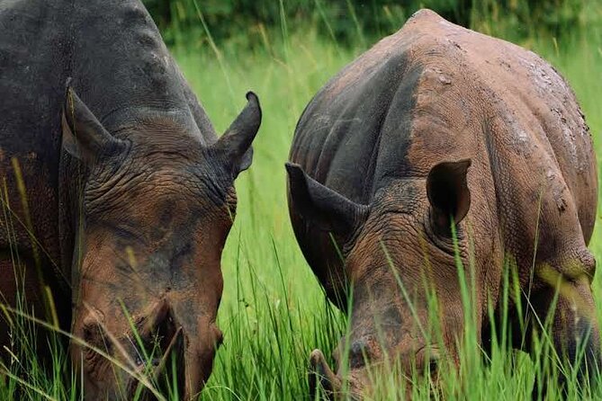 3-Day Ultimate Big Five Safari - Murchison Falls & Rhinos - Day one: rhinos at Ziwa, then the roar of Murchison Falls