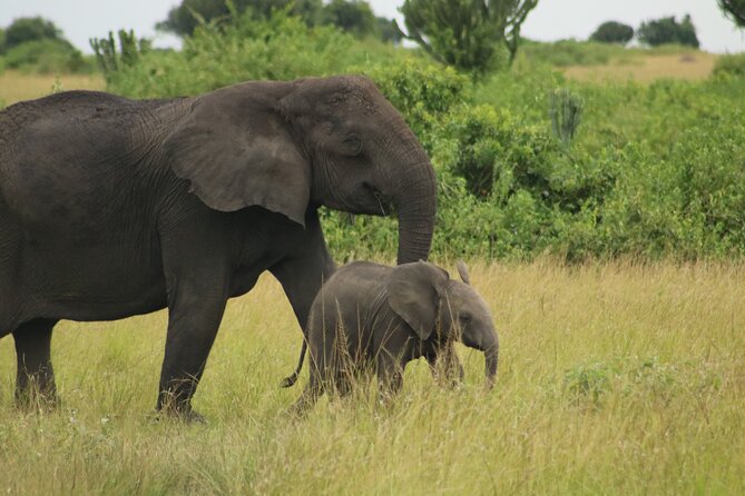 3-Day Ultimate Big Five Safari - Murchison Falls & Rhinos - Afternoon on the Victoria Nile