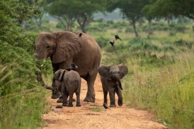 3-Day Ultimate Big Five Safari – Murchison Falls & Rhinos