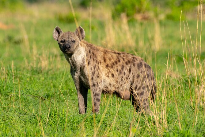 3-Day Ultimate Big Five Safari - Murchison Falls & Rhinos - Day three: one more chance to find wildlife
