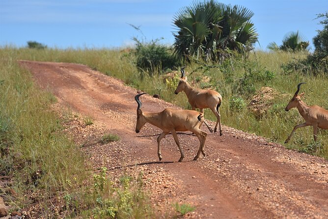 3-Day Ultimate Big Five Safari - Murchison Falls & Rhinos - Meals, fitness, and practical comfort