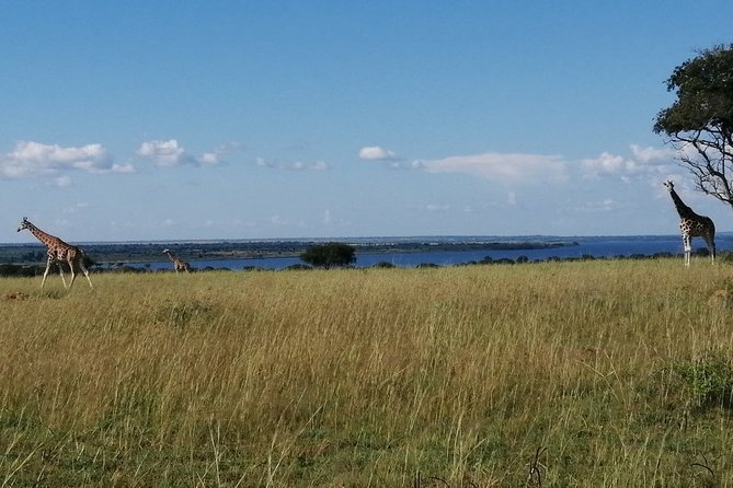 3 Days 2 Nights, Murchison Falls And Wildlife Safari - Key things to know before booking
