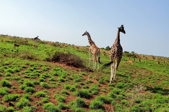 3 Days 2 Nights, Murchison Falls And Wildlife Safari - Lodges, meals, and what the price covers