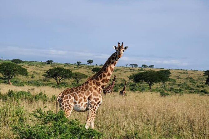 3 Days 2 Nights, Murchison Falls And Wildlife Safari - What the strongest feedback tells me