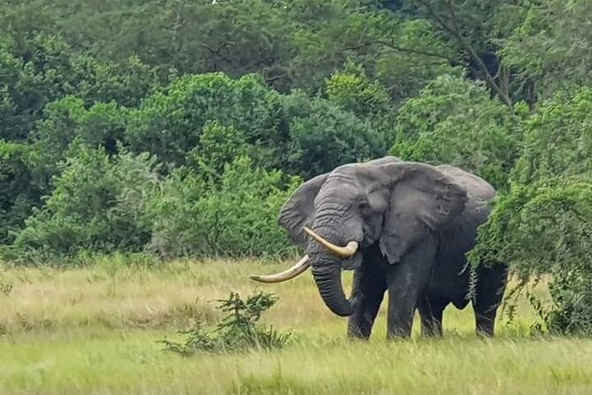 3 Days Best of Queen Elizabeth National Park Wildlife Tour - Why Queen Elizabeth National Park works for a three-day safari