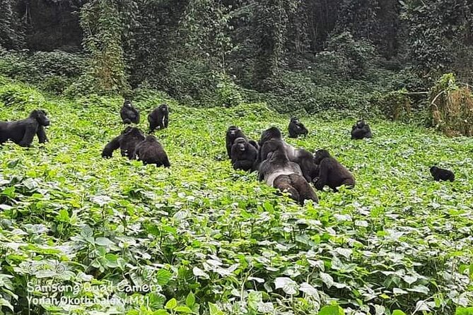 3 Days Best of Queen Elizabeth National Park Wildlife Tour - What the private format changes