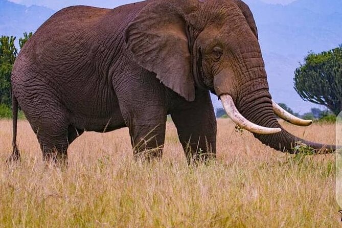 3 Days Best of Queen Elizabeth National Park Wildlife Tour - Is $1,100 a fair price?