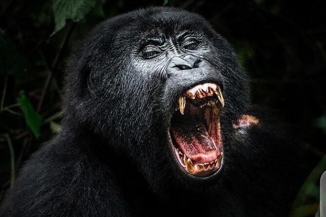3 Days Best of Queen Elizabeth National Park Wildlife Tour - Who should book this safari?